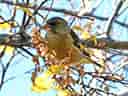 鳥類図鑑・カワラヒワの写真 11